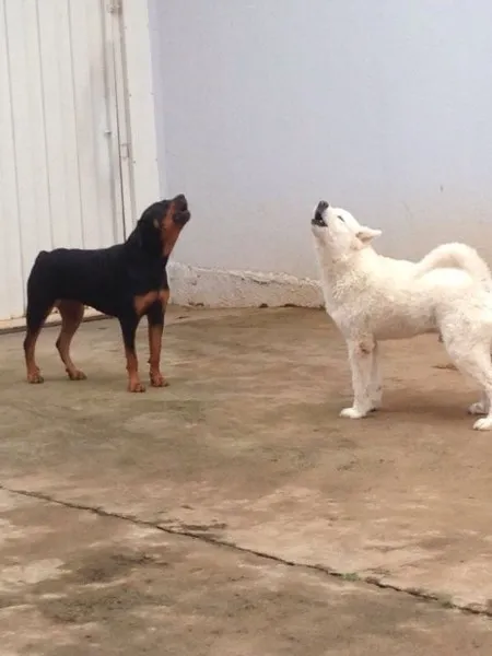 Cachorro ra a Rottweiler e samoieda idade 3 anos nome Aika e Bob