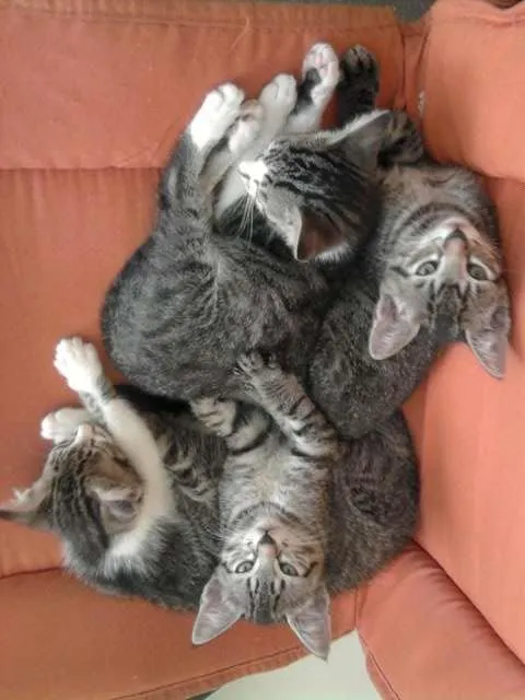 Gato ra a  idade Abaixo de 2 meses nome Tigrinhos