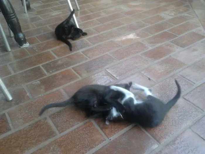 Gato ra a SRD idade Abaixo de 2 meses nome Filhotes