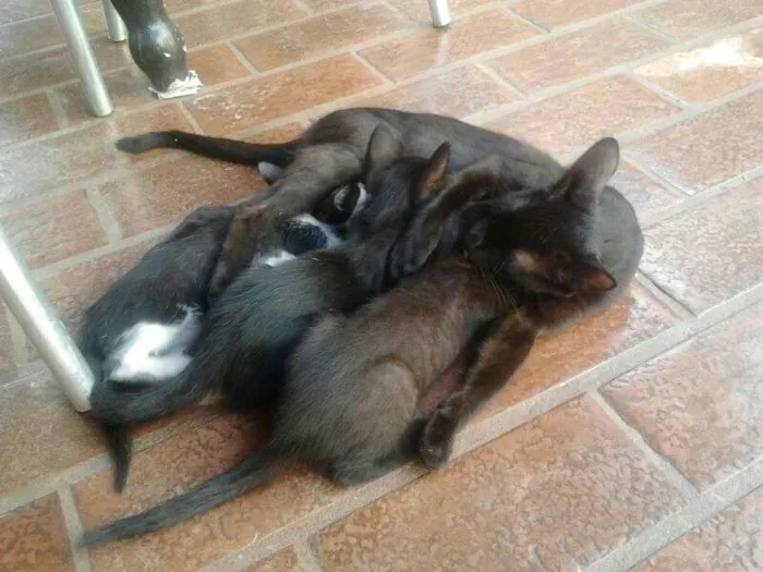 Gato ra a SRD idade Abaixo de 2 meses nome Filhotes