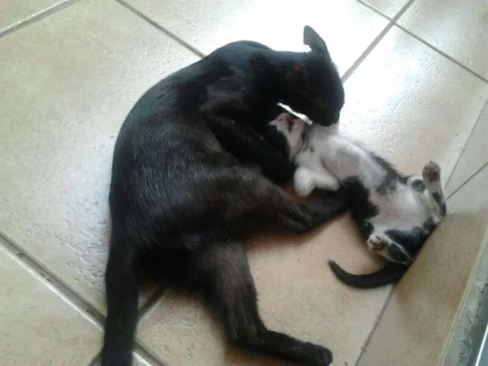 Gato ra a SRD idade Abaixo de 2 meses nome Filhotes