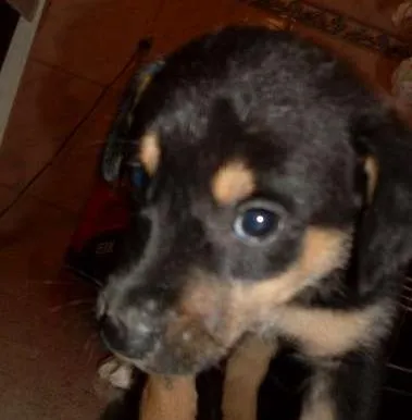 Cachorro raça vira lata idade Abaixo de 2 meses nome Sam