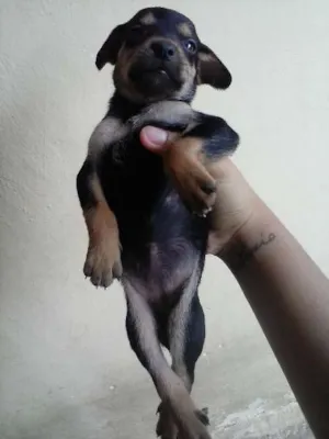 Cachorro raça Cruza de Poodle com Cocker idade Abaixo de 2 meses nome Luna