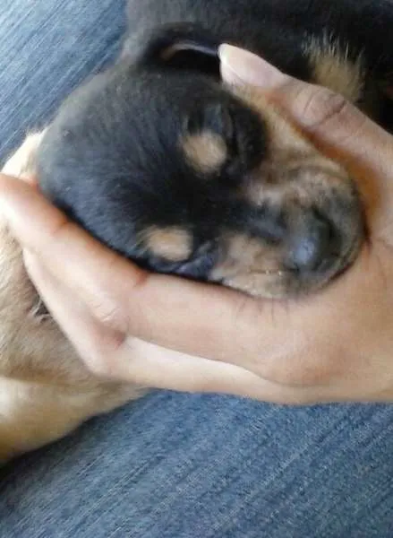 Cachorro ra a Cruza de Poodle com Cocker idade Abaixo de 2 meses nome Luna