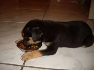 Cachorro raça vira lata idade Abaixo de 2 meses nome Sam