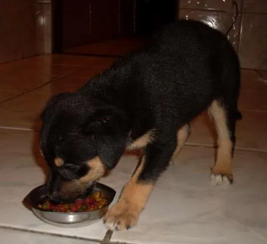 Cachorro raça vira lata idade Abaixo de 2 meses nome Sam