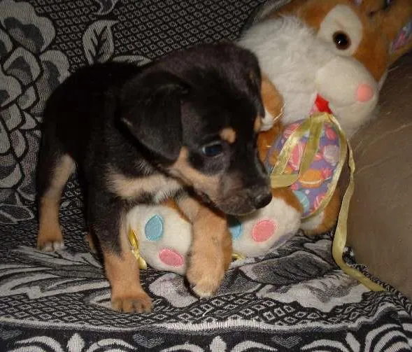 Cachorro raça vira lata idade Abaixo de 2 meses nome Sam