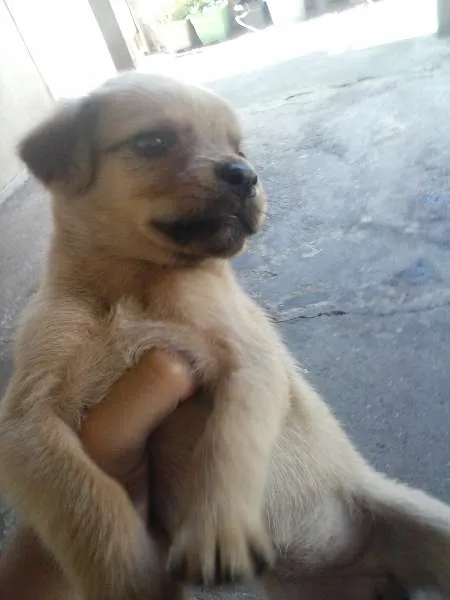 Cachorro ra a Cruza de Poodle com Cocker idade Abaixo de 2 meses nome Sem Nome Definido