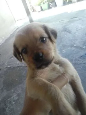 Cachorro raça Cruza de Poodle com Cocker idade Abaixo de 2 meses nome Sem Nome Definido