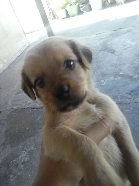 Cachorro ra a Cruza de Poodle com Cocker idade Abaixo de 2 meses nome Sem Nome Definido