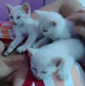 Gato raça SRD idade 2 a 6 meses nome mingau 1 2 e 3