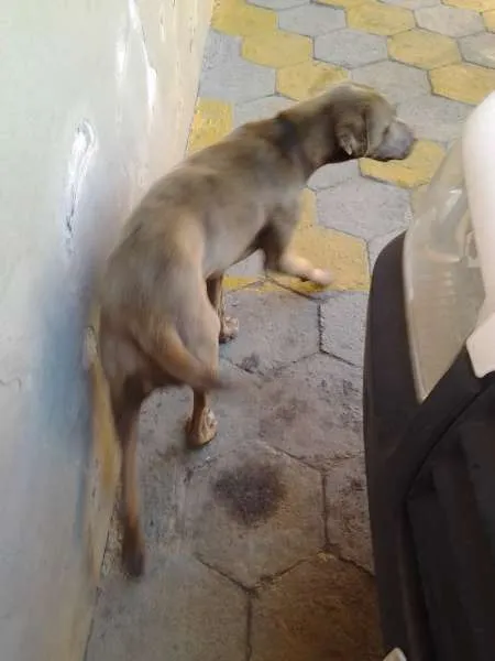 Cachorro ra a Não sabemos idade 2 anos nome Lola
