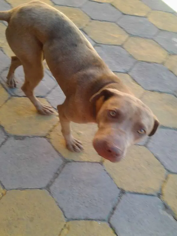 Cachorro ra a Não sabemos idade 2 anos nome Lola