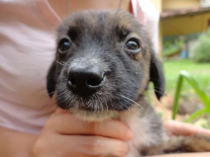 Cachorro ra a semraça idade Abaixo de 2 meses nome sem nome