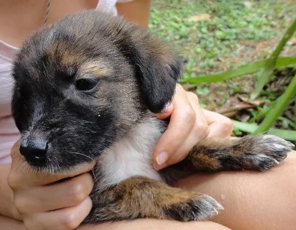 Cachorro ra a semraça idade Abaixo de 2 meses nome sem nome