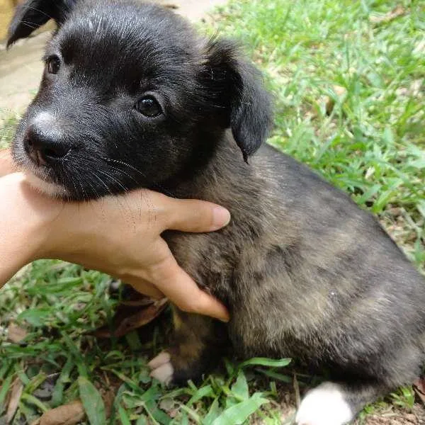 Cachorro ra a sem raça idade Abaixo de 2 meses nome sem nome