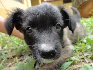 Cachorro raça sem raça idade Abaixo de 2 meses nome sem nome
