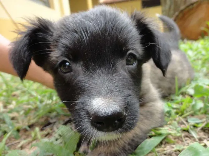 Cachorro ra a sem raça idade Abaixo de 2 meses nome sem nome