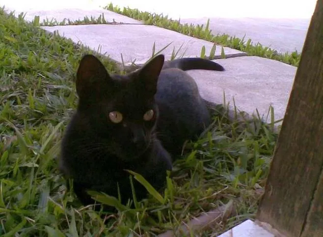 Gato raça  idade 1 ano nome Brum