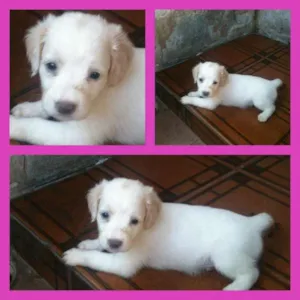 Cachorro raça Sem raça definida idade Abaixo de 2 meses nome Narutinhos