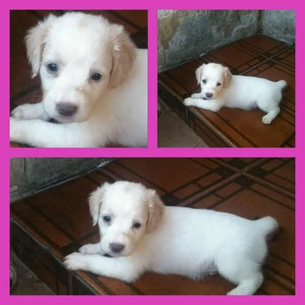 Cachorro raça Sem raça definida idade Abaixo de 2 meses nome Narutinhos