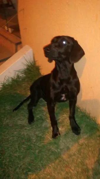 Cachorro ra a Indefinido idade 5 anos nome Negona