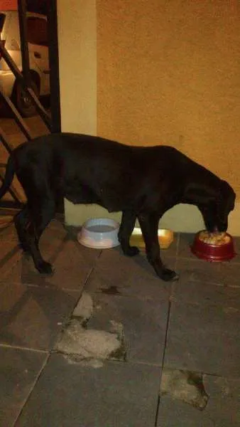 Cachorro ra a Indefinido idade 5 anos nome Negona