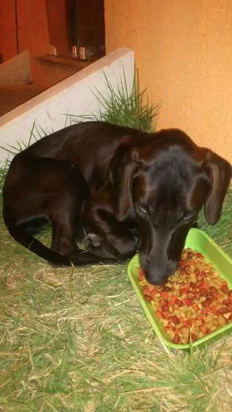 Cachorro ra a Indefinido idade 5 anos nome Negona