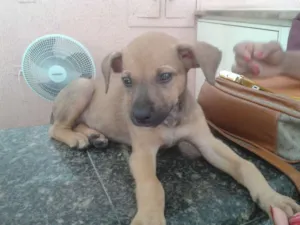 Cachorro raça SRD idade 2 a 6 meses nome Sem nome
