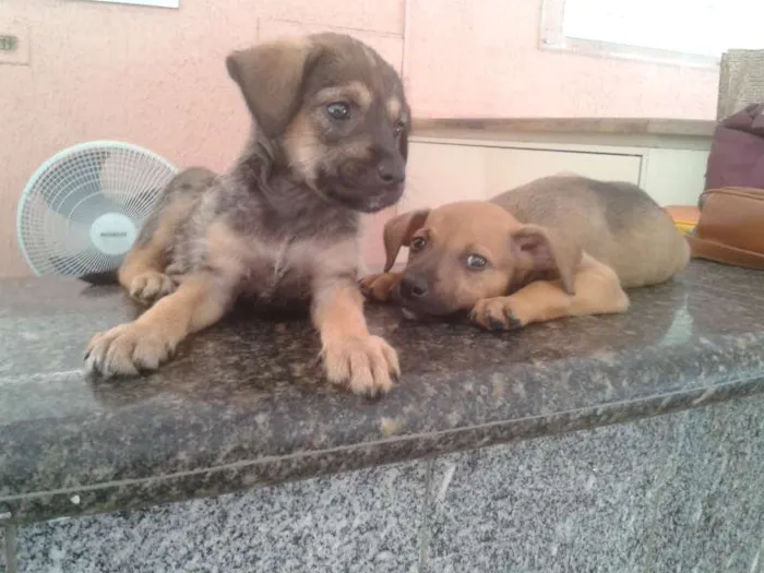Cachorro ra a SRD idade 2 a 6 meses nome Sem nome