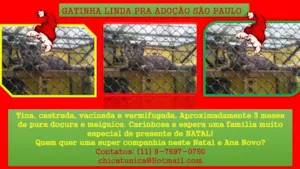 Gato raça SRD idade 2 a 6 meses nome TIna