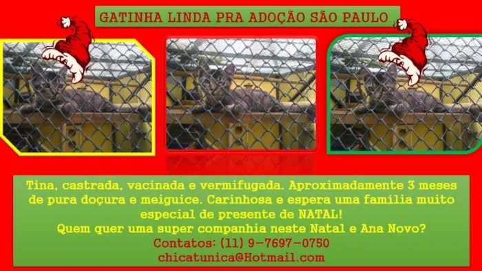 Gato ra a SRD idade 2 a 6 meses nome TIna