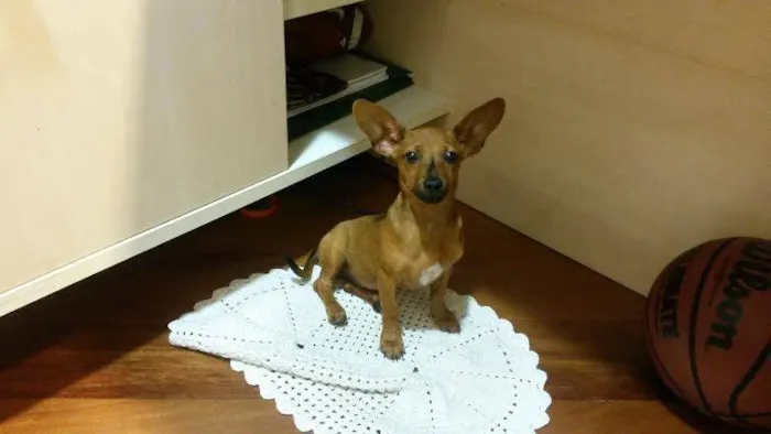 Cachorro ra a  idade 2 a 6 meses nome bruce wayne
