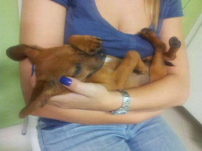 Cachorro ra a  idade 2 a 6 meses nome bruce wayne
