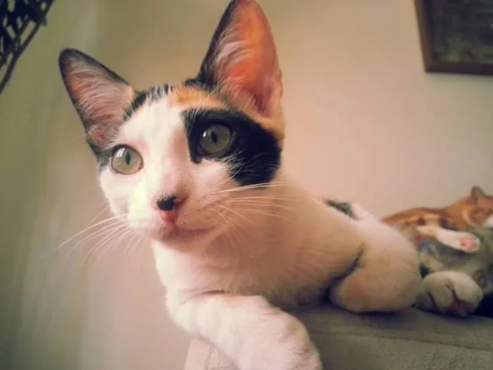 Gato ra a srd idade 2 a 6 meses nome Tininha