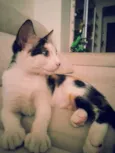 Tininha