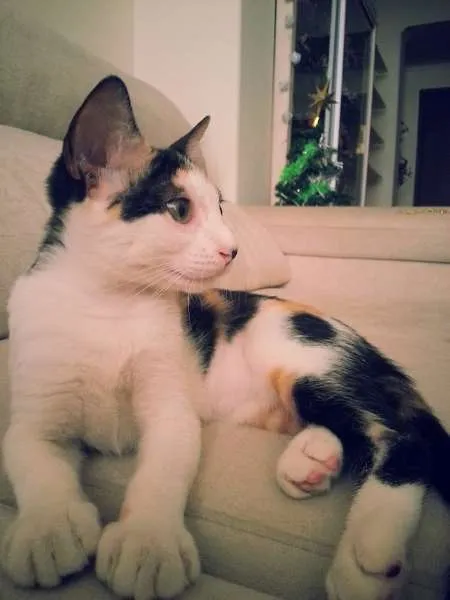 Gato ra a srd idade 2 a 6 meses nome Tininha