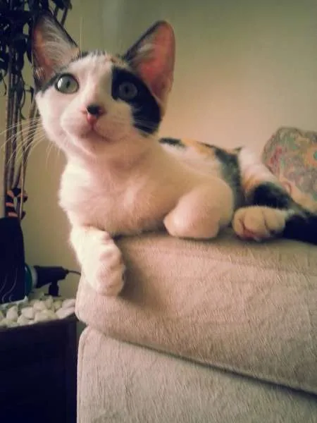 Gato ra a srd idade 2 a 6 meses nome Tininha