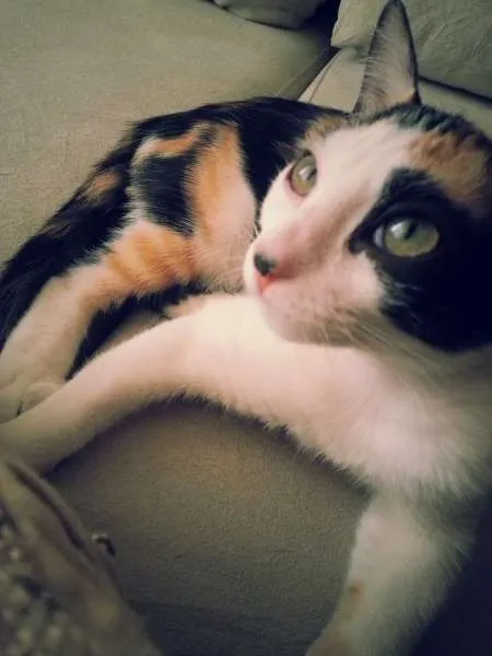 Gato ra a srd idade 2 a 6 meses nome Tininha