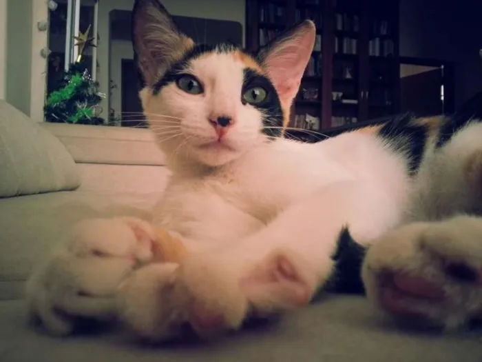 Gato ra a srd idade 2 a 6 meses nome Tininha