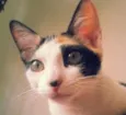Tininha