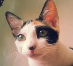 Gato raça srd idade 2 a 6 meses nome Tininha