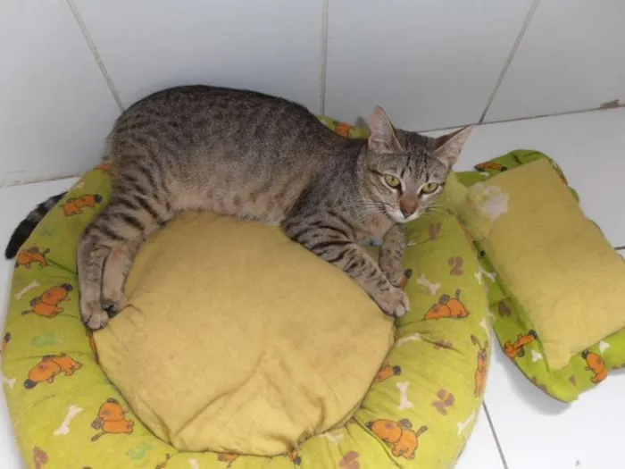 Gato ra a srd idade 7 a 11 meses nome Kinder