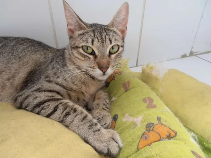 Gato ra a srd idade 7 a 11 meses nome Kinder