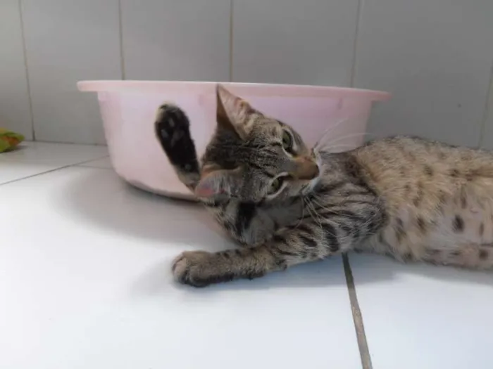 Gato ra a srd idade 7 a 11 meses nome Kinder