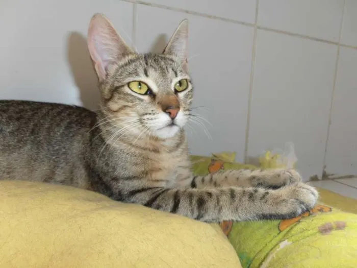 Gato ra a srd idade 7 a 11 meses nome Kinder