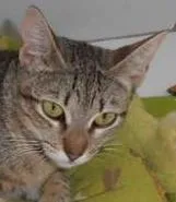 Gato ra a srd idade 7 a 11 meses nome Kinder