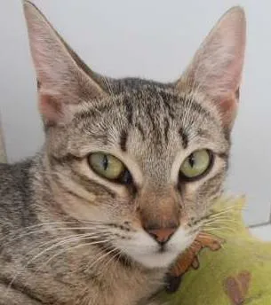 Gato ra a srd idade 7 a 11 meses nome Kinder
