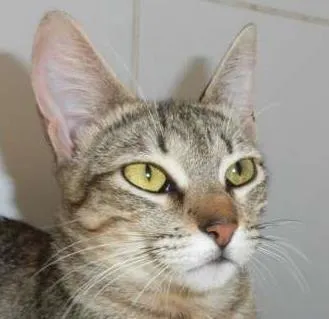 Gato ra a srd idade 7 a 11 meses nome Kinder