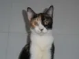 Pavê